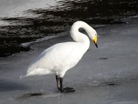 Whooper Swan (Cygnus cygnus)
