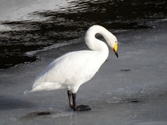 Whooper Swan (Cygnus cygnus)