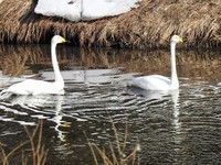 Whooper Swan (Cygnus cygnus)