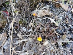 Hestehov (Tussilago farfara)