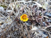 Hestehov (Tussilago farfara)