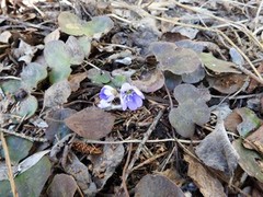 Blåveis (Hepatica nobilis)