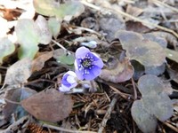 Liverleaf  (Blue anemone) (Hepatica nobilis)