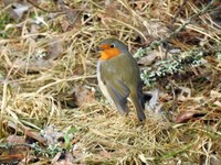 Robin (Erithacus rubecula)
