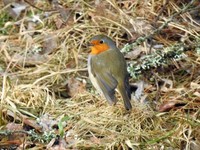 Rødstrupe (Erithacus rubecula)