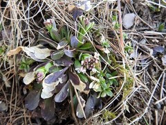 Vårpengeurt (Noccaea caerulescens)