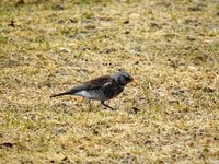 Gråtrost (Turdus pilaris)