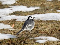 White Wagtail (Motacilla alba)