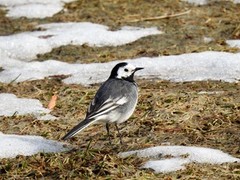 White Wagtail (Motacilla alba)