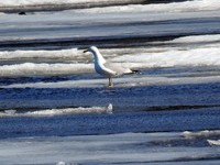 Herring Gull (Larus argentatus)