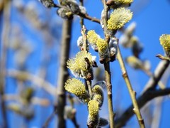 Honningbie (Apis mellifera)