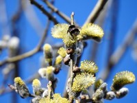 Bumble-bee (Bombus)