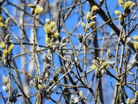 Selje (Salix caprea)