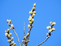 Selje (Salix caprea)