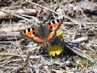 Neslesommerfugl (Aglais urticae)