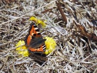 Neslesommerfugl (Aglais urticae)