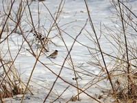 Reed Bunting (Emberiza schoeniclus)
