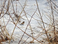 Sivspurv (Emberiza schoeniclus)