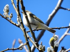 Chiffchaff (Phylloscopus collybita)