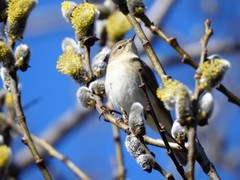 Gransanger (Phylloscopus collybita)