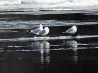 Mew Gull (Larus canus)