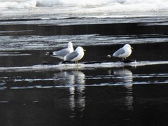 Mew Gull (Larus canus)