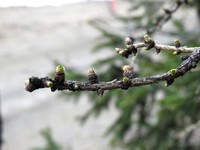 European Larch (Larix decidua)