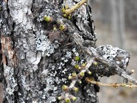 European Larch (Larix decidua)