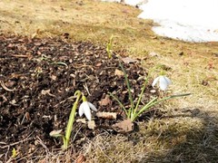 Snøklokke (Galanthus nivalis)