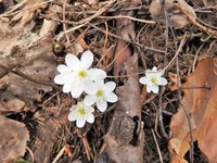 Liverleaf  (Blue anemone) (Hepatica nobilis)
