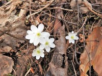 Blåveis (Hepatica nobilis)