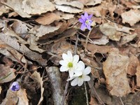 Liverleaf  (Blue anemone) (Hepatica nobilis)