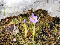 Crocus (Crocus)