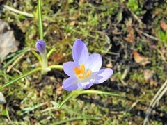 Krokusslekta (Crocus)