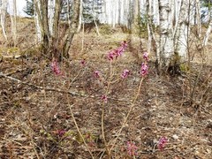 Tysbast (Daphne mezereum)