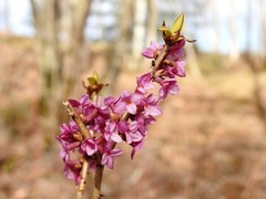 Tysbast (Daphne mezereum)