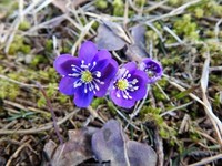 Liverleaf  (Blue anemone) (Hepatica nobilis)