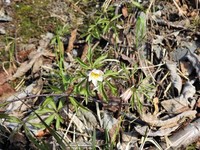 Wood Anemone (Anemone nemorosa)