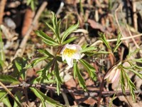 Hvitveis (Anemone nemorosa)