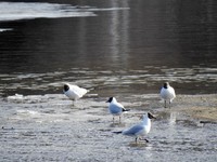Black-headed Gull (Chroicocephalus ridibundus)