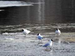 Black-headed Gull (Chroicocephalus ridibundus)