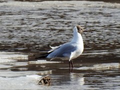 Black-headed Gull (Chroicocephalus ridibundus)
