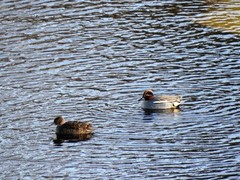 Eurasian Teal (Anas crecca)