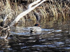 Eurasian Teal (Anas crecca)