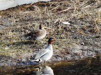 Eurasian Teal (Anas crecca)