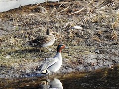 Eurasian Teal (Anas crecca)