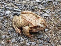 Padde (Bufo bufo)