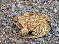 Padde (Bufo bufo)