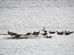 Greylag Goose (Anser anser)