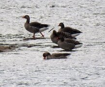 Greylag Goose (Anser anser)